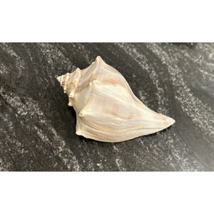 Knobbed Whelk Sea Snail Shell Atlantic 5.5 Inch Spines Beach Nautical Aquarium